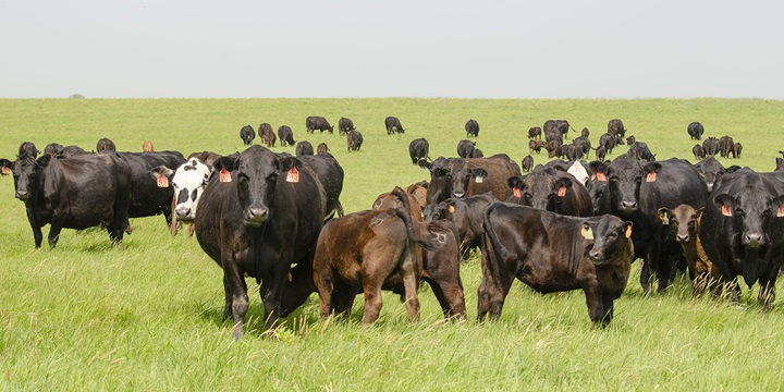 Key Economic Contributions of Angus Cattle