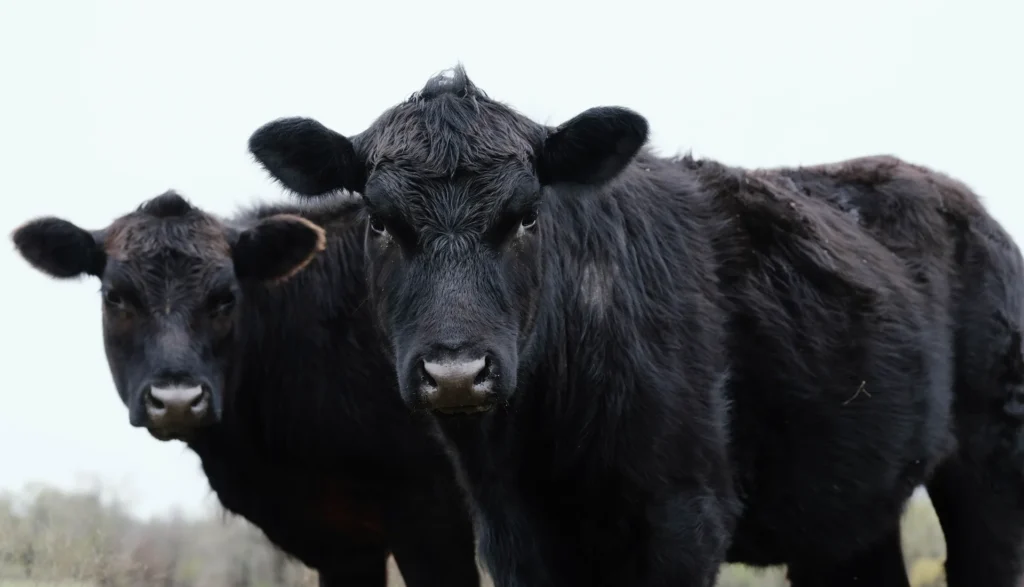 The Rise of Angus Cattle in the U.S.