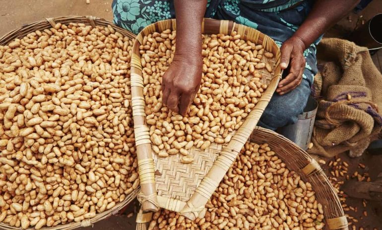 The Role of Peanuts in U.S. Agriculture
