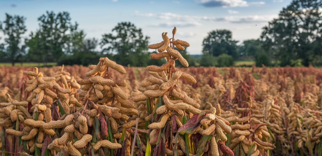 What Is the Economic Importance of Peanuts in the USA